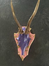 Rehgehörn Rehgeweih Gehörn