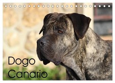 Dogo Canario (Tischkalender