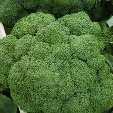 Kohl Brokkoli Broccoli Cezar haltbar bis 12.2023 !!! Gemüse 300 Samen Nr.158