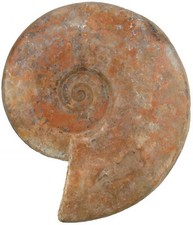 Dogger Brasilia bradfordensis  Großer Ammonit  Horn Park Großbritannien  KE29-1