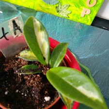 Porzellanblume  Hoya Trie