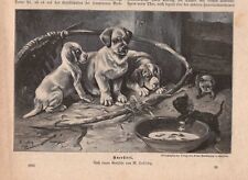 "UNERHÖRT" Hundewelpen Katzenwelpen Fressnapf Hunde Katzen HOLZSTICH von 1893 
