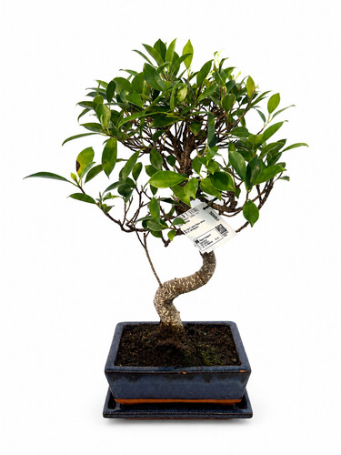 Bonsai ficus retusa jahre - 8,