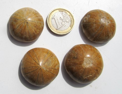 Fossiler seeigel aus - fossiler,