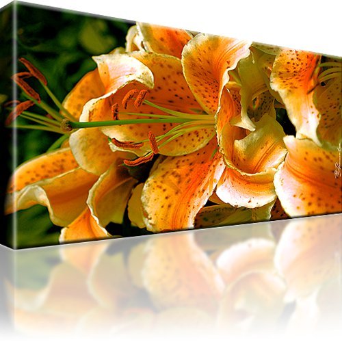 Lilie blume natur - blume, bilder