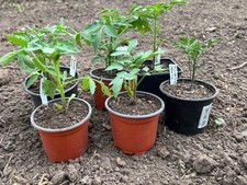 Tomatenpflanzen 6er set - tomatenpflanzen,