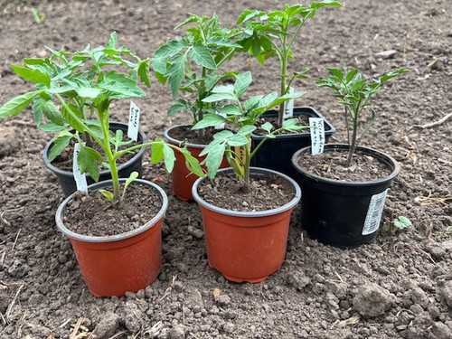 Tomatenpflanzen 6er set - 6er,