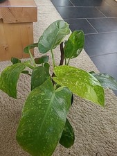 Philodendron Jose Buono Variegata