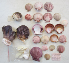 tropische Meeresmuscheln, Lopha cristagalli, Chlamys Shellmuscheln bunt