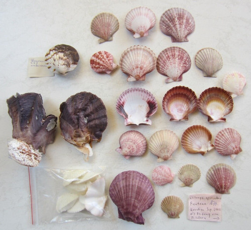 Tropische meeresmuscheln - tropische,