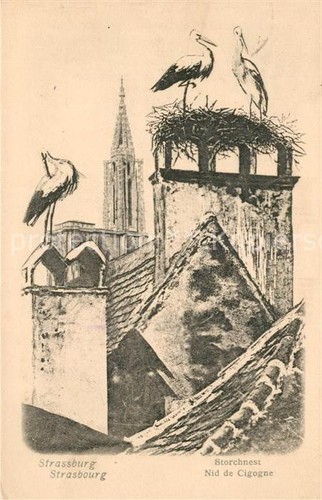 Strassburg elsass storchennest - elsass,