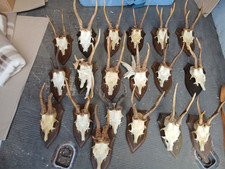 Geweih Rehbock Gehörn Reh Rotwild Spiesser Abnormal