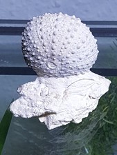 Fossilien, Seeigel, regulärer Seeigel, Frankreich, Stufe, Schaustufe,4,2cm