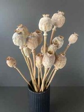 Mohnkapseln getrocknet