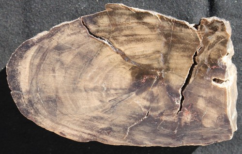 Versteinertes holz aus - versteinertes,