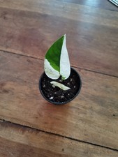 Epipremnum Pinnatum Marble