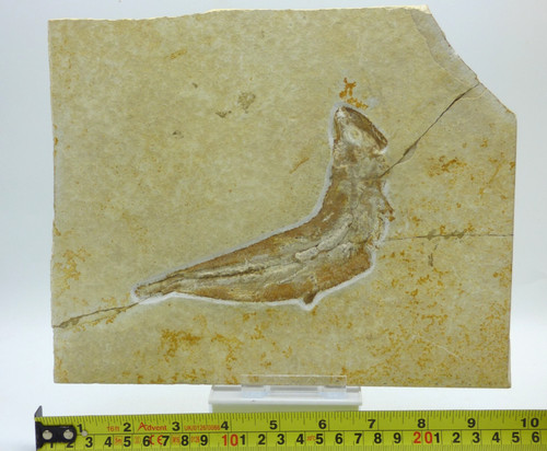 Jura tithon fossil - jura, fisch