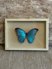 Morpho Menelaus Südamerika / Brasilien - Blauer Morpho - Spannweite ca. 12,0 cm