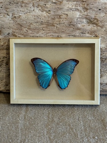 Morpho menelaus südamerika - morpho, /