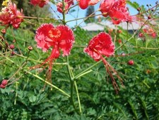 Caesalpinia pulcherrima | Red