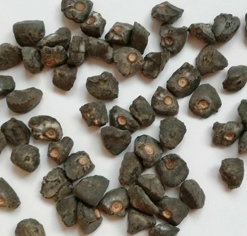 Samen musa sikkimensis - samen,