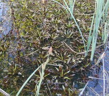 4 Stück Krebsschere Teichaloe