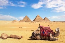 Wandbild: Ein Kamel vor den