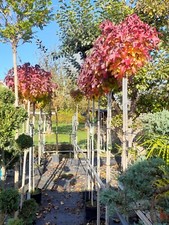 Liquidambar styraciflua