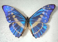 Morpho cypris male Entomologie Schmetterlinge 