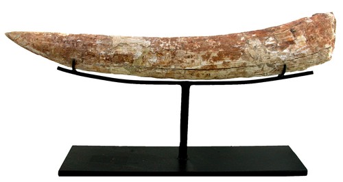 Miozän platybelodon oberer - miozän,