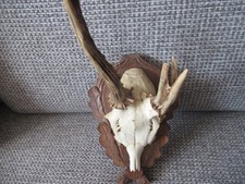 Schöner kleiner Abnormer