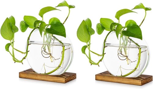 Pflanzen terrarium glas - pflanzen-terrarium,