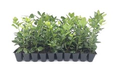 Ilex Nellie Holly | 40 Live 2