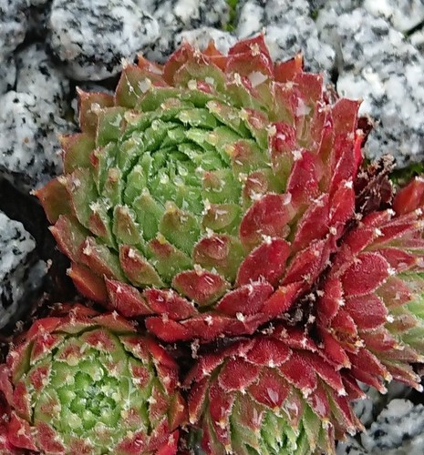Sempervivum malvina - (rus),
