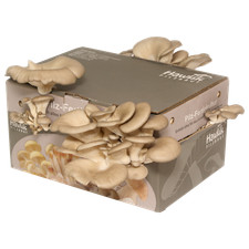 Austernpilze züchten