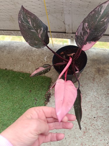 Philodendron pink galaxy - ,