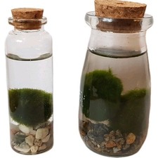 Marimo Mooskugeln im Mini-Glasfläschchen 2er-Set