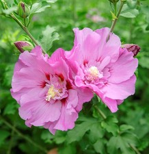Gartenhibiskus strauch - gartenhibiskus,