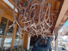 Geweihe Abwurfstangen Rotwild