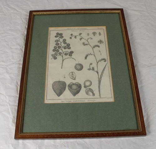 Antiquare grafik botanik - antiquare,