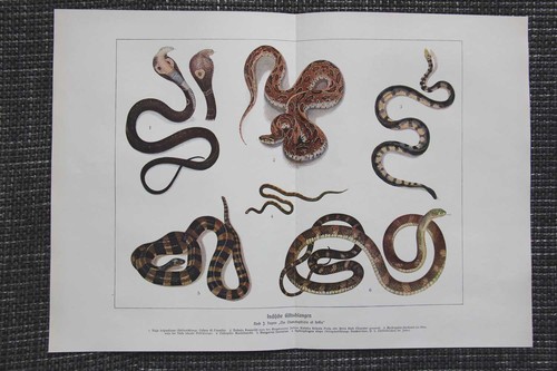 Indische giftschlangen - indische,