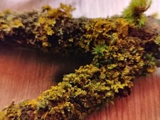 3x Terrarium Astgabel Flechte