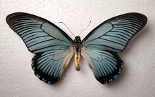 Papilio zalmoxis Male *VERY LARGE* Zentralafrk. Rep. Schmetterlinge Entomologie