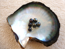 6 echte Barock Tahiti Zucht