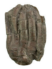 Trias  Encrinus liliiformis