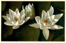 2049 nymphaea alba weisse - 2049,,