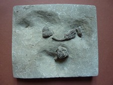 wunderschöne Seelilie mit Zertifikat