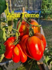 Cuore Antico di Aqui Terme