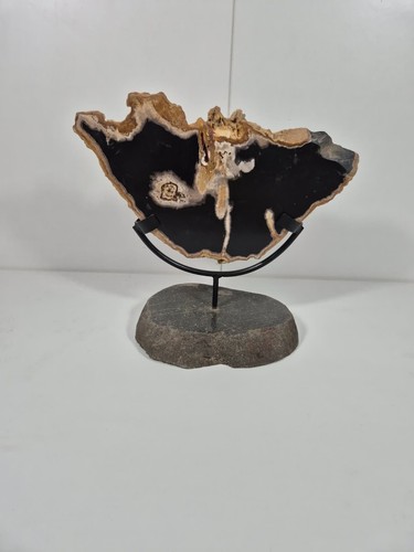 Fossile skulptur aus - skulptur,