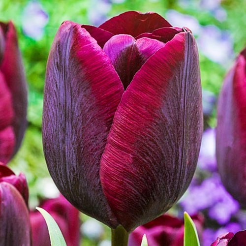 Tulpen blumenzwiebeln zwiebeln - blumenzwiebeln,